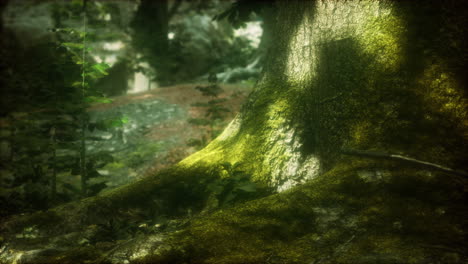 tree-with-moss-on-roots-in-a-green-forest